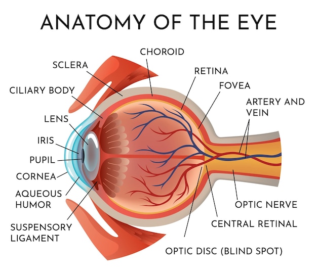 Anatomie de l'œil structure de l'organe humain infographies vue latérale des muscles de l'oeil humain détaillés