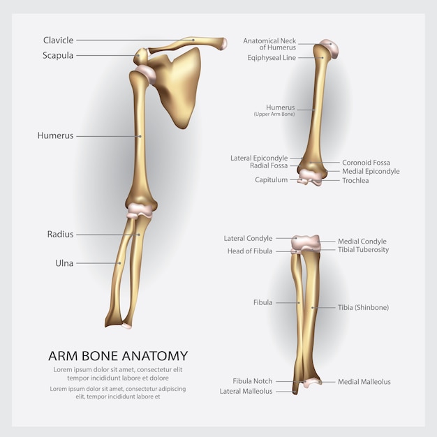 Anatomie D'os De Bras Avec Illustration De Détail