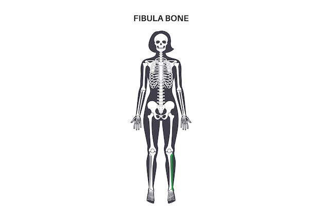 Vecteur anatomie de l'os du fibule