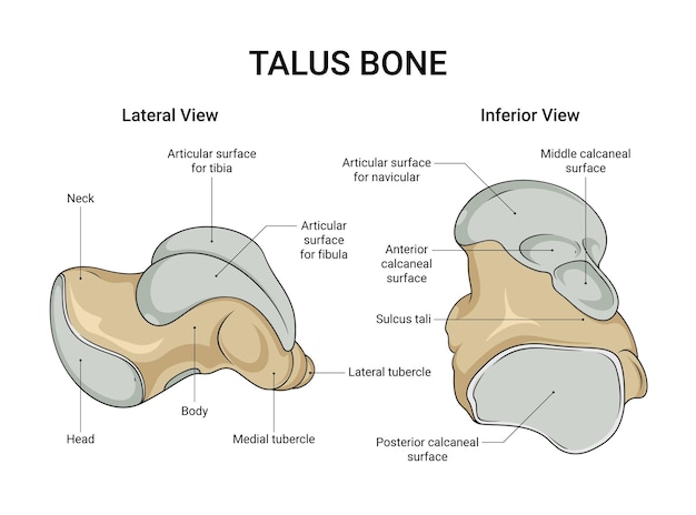 Anatomie de l'os du talus vue latérale et vue inférieure