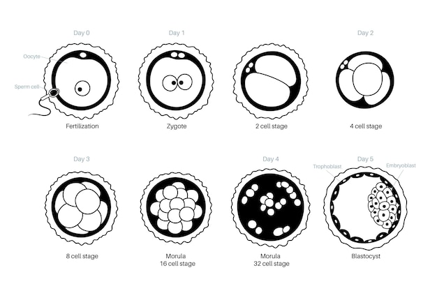 Anatomie Des Ovules Humains. Fertilisation, Gynécologie Et Recherche Sur La Fiv.