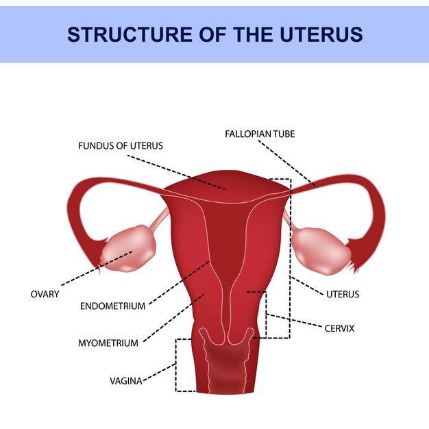 Anatomie De L'utérus Avec Symboles, Organes Génitaux, Médical