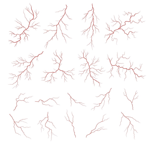 Vecteur anatomie des veines rouges humaines artère sanguine ou capillaire