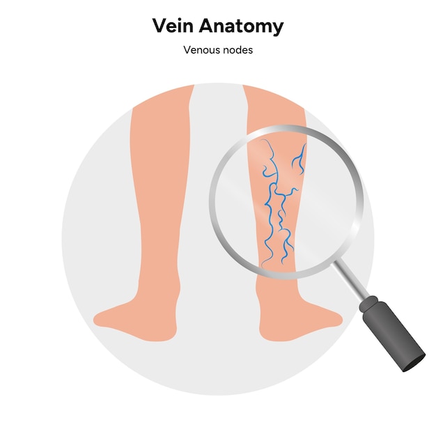 Anatomie des veines zoom des nœuds veineux