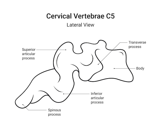 Anatomie des vertèbres cervicales C5 vue latérale en style linéaire