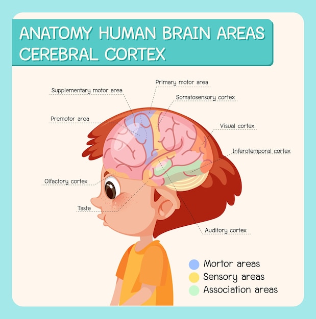 Vecteur anatomie des zones du cerveau humain cortex cérébral avec étiquette