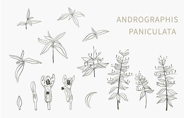Vecteur andrographis paniculata ligne objet pour la santé sur fond blanc