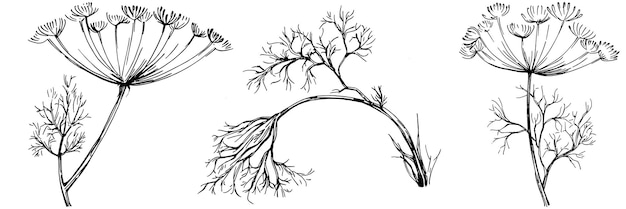 Aneth Ou Fenouil Vecteur Plante Isolée