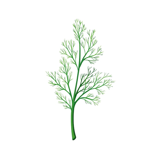 Aneth Vert, Nourriture Végétarienne, Menu Sain. épices D'herbes, Salade Et Repas. Illustration Vectorielle Isolée En Style Cartoon.