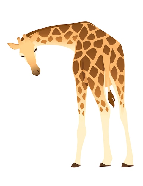 Animal Africain De Girafe Mature Avec Illustration De Vecteur Plat Design Animal Dessin Animé Long Cou Isolé Sur Fond Blanc