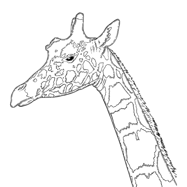 Vecteur animal terrestre mammifère artiodactyle girafe avec long cou et taches doodle dessin animé linéaire