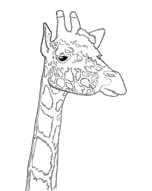 Vecteur animal terrestre mammifère artiodactyle girafe avec long cou et taches doodle dessin animé linéaire