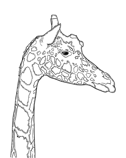 Vecteur animal terrestre mammifère artiodactyle girafe avec long cou et taches doodle dessin animé linéaire