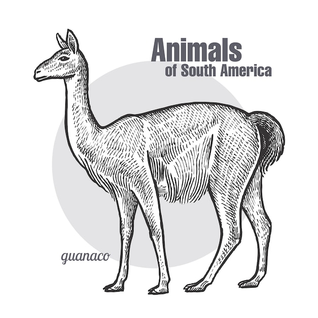 Animaux d&#39;Amérique du Sud Guanaco.