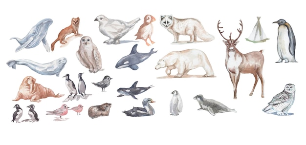 Animaux Antarctique oiseaux baleines poissons aquarelle illustration han