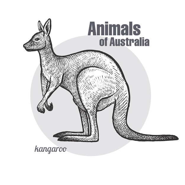 Vecteur animaux d'australie kangourou.