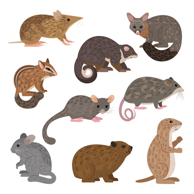 Animaux Carnivores Africains. Leadbeater Possum Chinchilla Chipmunk Chien De Prairie Mountain Pygmy Possum Possum Brush-tail Opossum Rock Hyrax Bandicoot Barré De L'est Possum Ring-tail