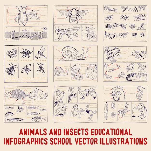 Vecteur animaux et insectes éléments d'infographie éducative illustrations vectorielles de l'école du milieu du siècle