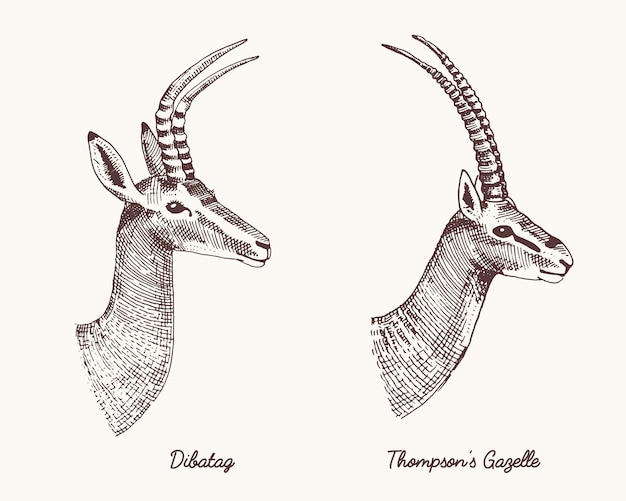 Antilopes dibatag et thompsons gazelle illustration dessinée à la main, animaux sauvages gravés avec des bois ou des cornes vintage à la tête des têtes vue latérale