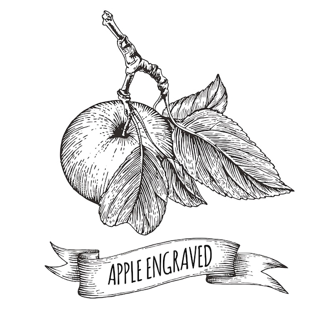 Apple Avec Des Feuilles, Gravure, Illustration Dessinée à La Main