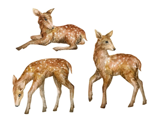 Vecteur aquarelle bébé cerfs animaux de la forêt sauvage