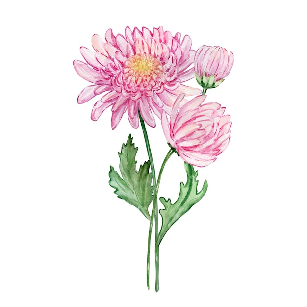 Aquarelle bouquet chrysanthème novembre mois de naissance fleur