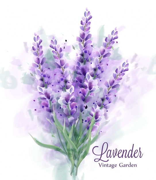 Aquarelle bouquet de lavande