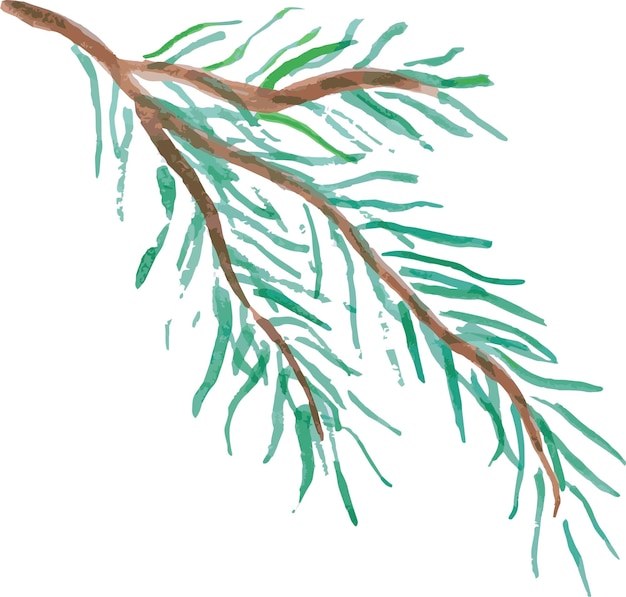 Aquarelle Une Branche D'aiguilles De Pin Dessin à La Main Vector