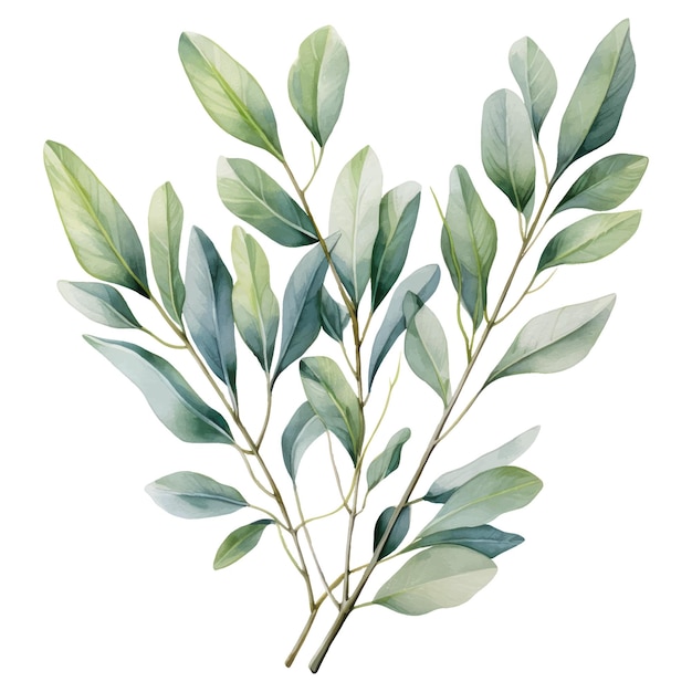 Vecteur aquarelle branche d'eucalyptus éléments de conception floristique ai génératif
