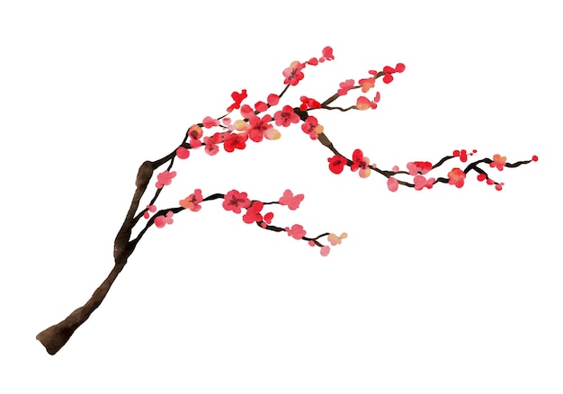Aquarelle de branches de fleurs de cerisier Branche de fleurs de Sakura dessinées à la main isolées sur illustration vectorielle fond blanc
