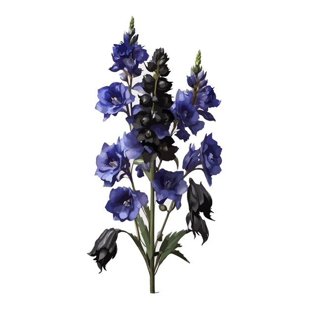 Vecteur aquarelle chevalier noir delphinium clipart fond blanc modifiable