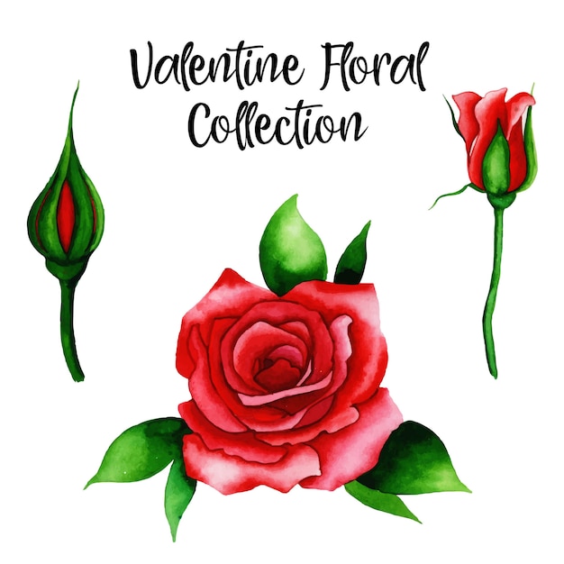 Vecteur aquarelle collection florale saint valentin