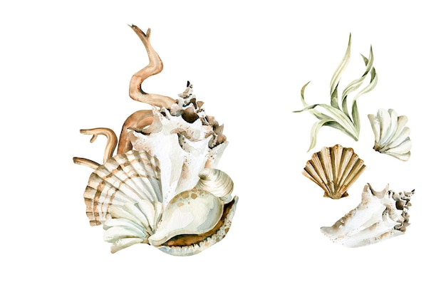 Aquarelle coquillages océaniques sous-marins mer récif corallien algues illustration sous-marine pour la conception