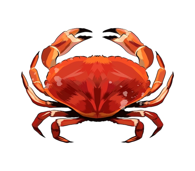 Vecteur aquarelle crabe rouge sur blanc