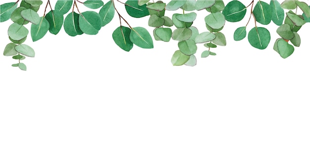 aquarelle dessin bordure transparente avec des feuilles d'eucalyptus isolé sur fond blanc feuilles vertes