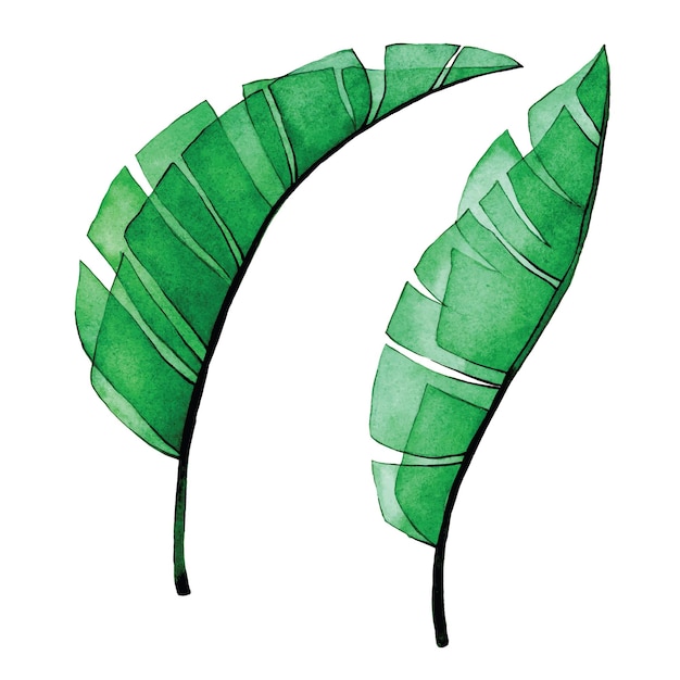 Vecteur aquarelle dessin ensemble de feuilles de bananier transparentes feuilles de palmier tropicales transparentes forêt tropicale