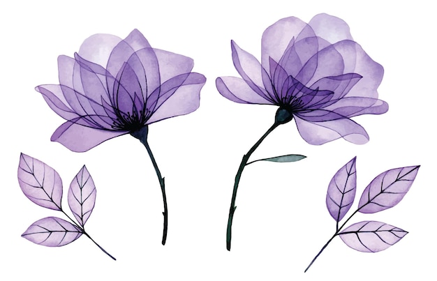 Aquarelle Dessin Fleurs Transparentes Ensemble De Roses Violettes Et Feuilles Transparentes Xray