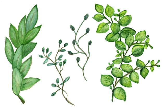Aquarelle dessin plante fleurs d'eucalyptus vert