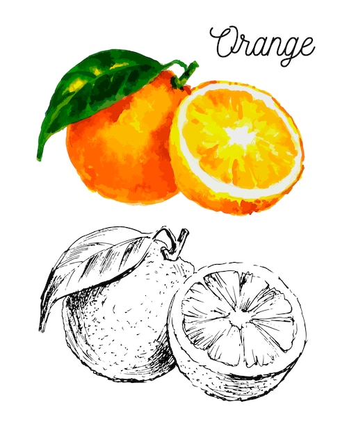 Aquarelle Dessinée à La Main Sur Fond Blanc. Illustration De Fruits Orange