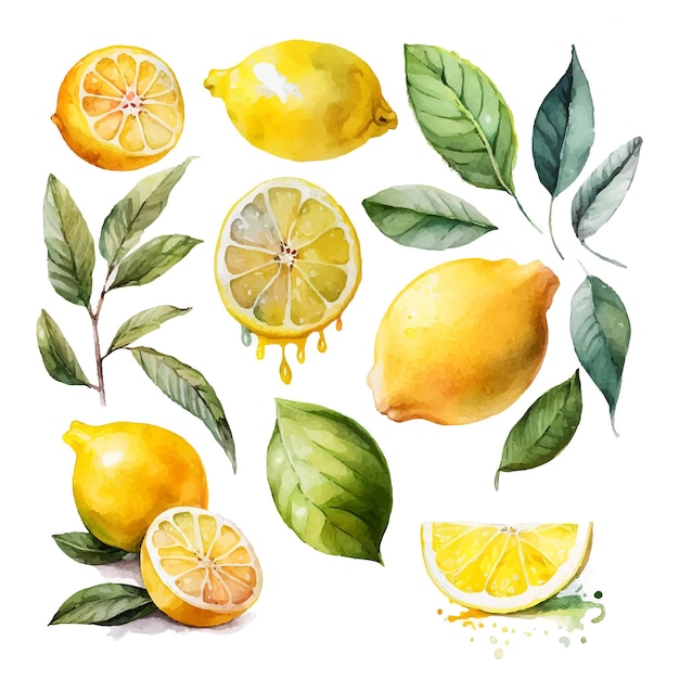 Aquarelle Dessinée à La Main Sur Fond Blanc Illustration Vectorielle De Citron Fruit