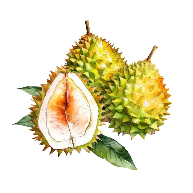 Aquarelle Durian Fruit Illustration Élément de conception d'aliments frais dessiné à la main isolé sur fond blanc