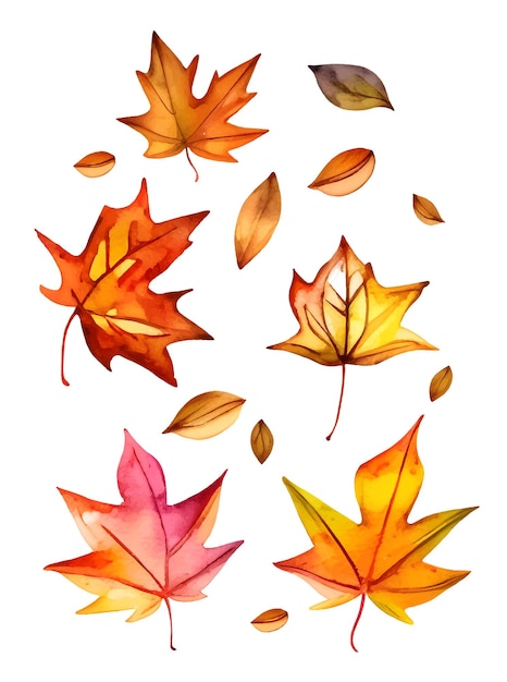 aquarelle, ensemble, de, automne, feuilles érable, isolé, blanc, fond, illustration, de, automne, rouge, vert, orange, feuille