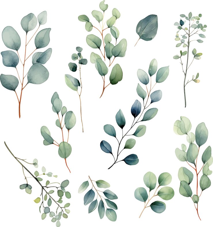 Vecteur aquarelle eucalyptus feuilles de clipart faisceau feuilles d'aquarelle plantes d'herbes