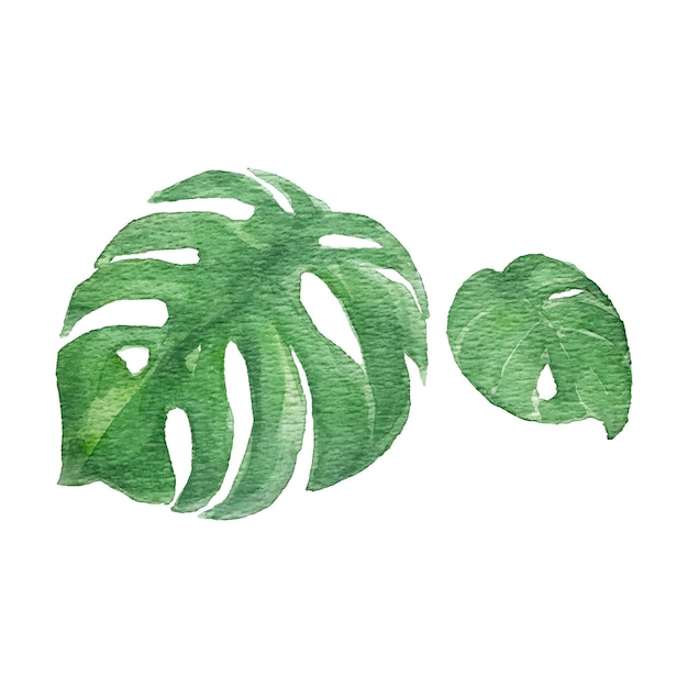 Aquarelle De Feuille Verte Tropicale