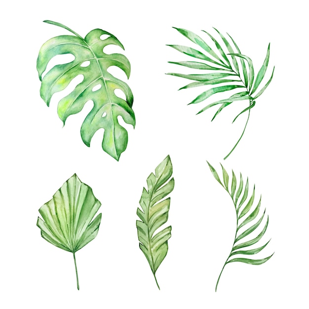 Vecteur aquarelle de feuilles tropicales vert vif pour les dessins d'été