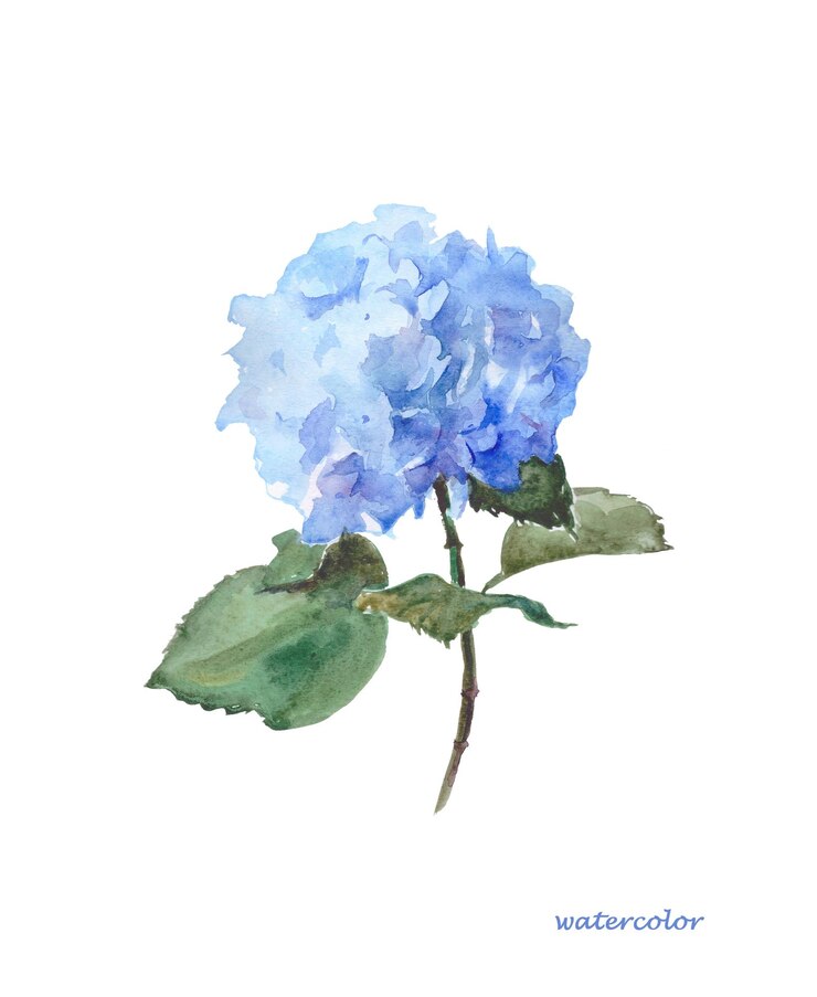 Vecteur une aquarelle d'une fleur d'hortensia bleu botanique