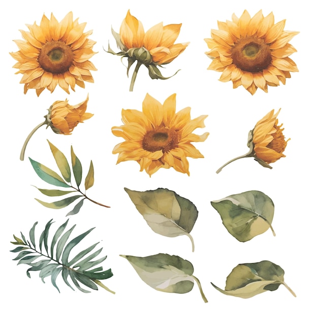 Vecteur aquarelle fleur tournesol illustration ensemble collection feuilles vertes fleurs jaunes