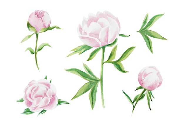 Aquarelle fleurs de pivoine dessinées à la main Fleurs feuilles illustration vectorielle