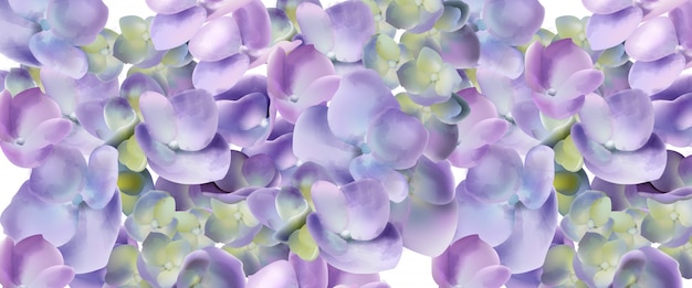 Aquarelle de fleurs de printemps hortensia