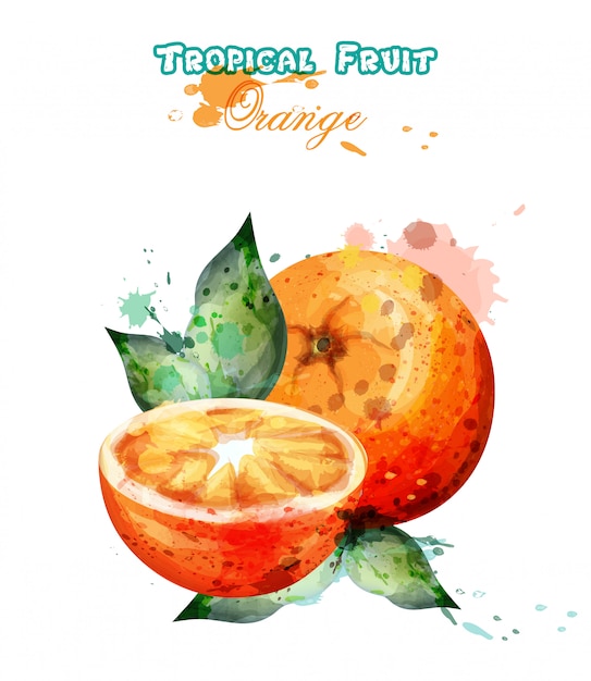 Aquarelle De Fruits Orange